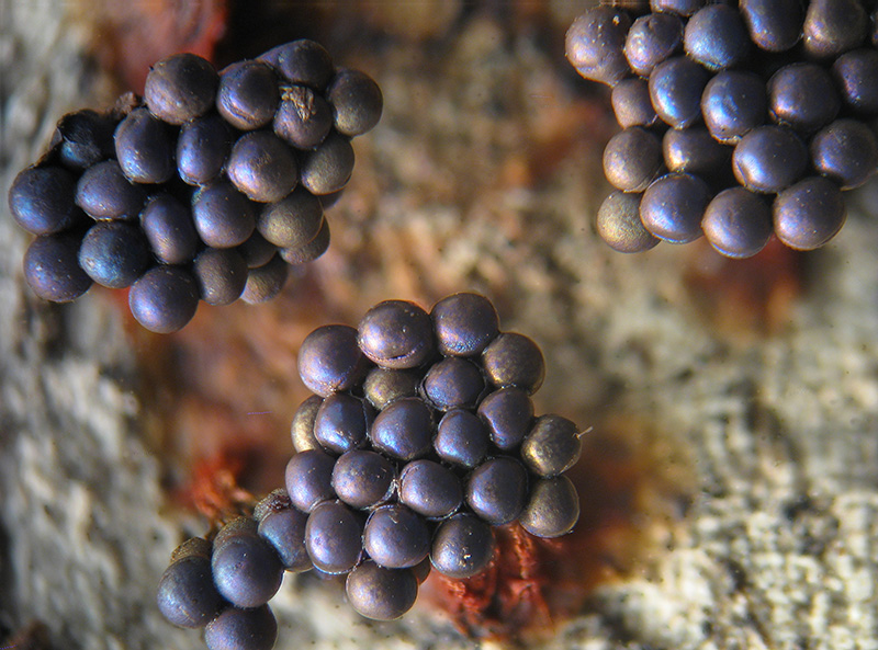 Metatrichia vesparium